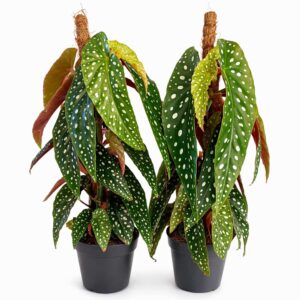 begonia-maculata