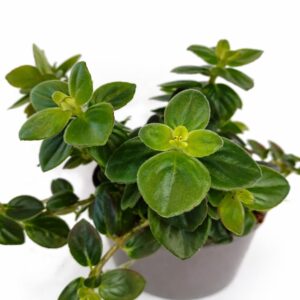 columnea arguta