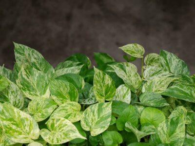 epipremnum