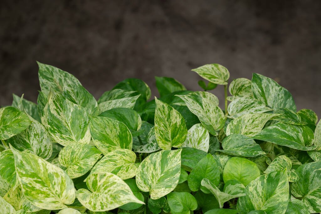 epipremnum