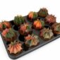 gymnocalycium mihanovichii variegata
