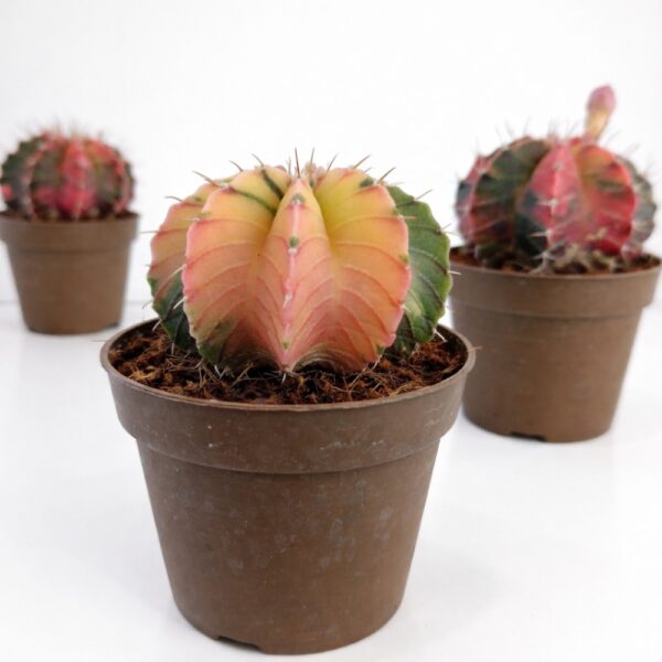 gymnocalycium mihanovichii variegata gymnocalycium mihanovichii variegata