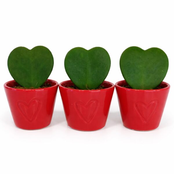 hoya kerri