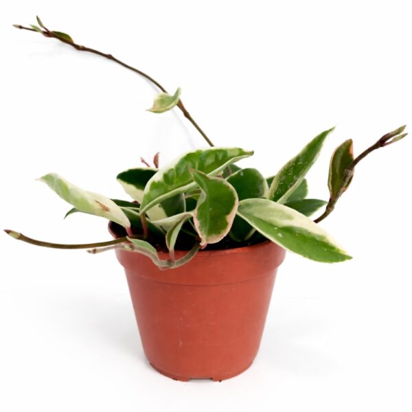 hoya krimson Queen