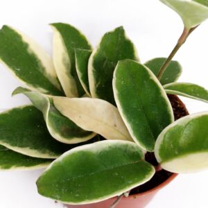 hoya krimson Queen