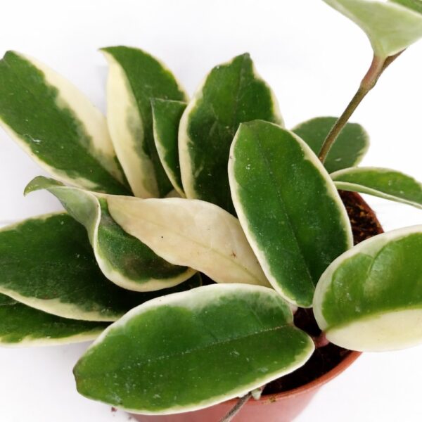 hoya krimson Queen
