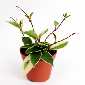hoya krimson Queen