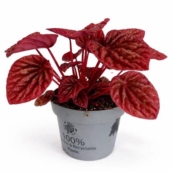 peperomia quito