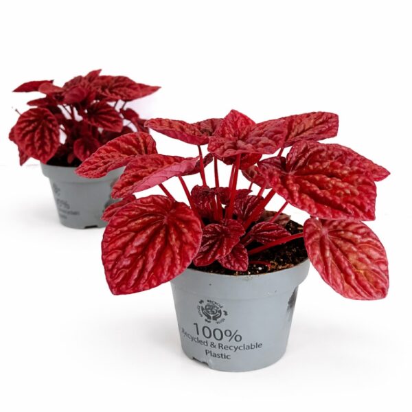 peperomia quito