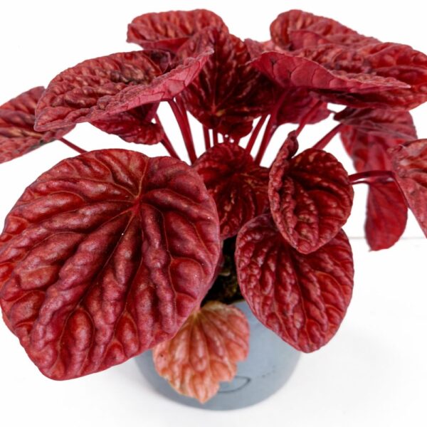 peperomia quito
