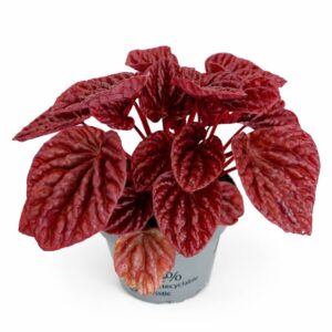 peperomia quito