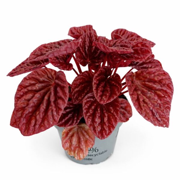 peperomia quito peperomia quito