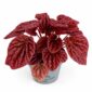 peperomia quito