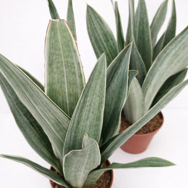sansevieria-metallica sansevieria-metallica