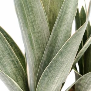 sansevieria-metallica