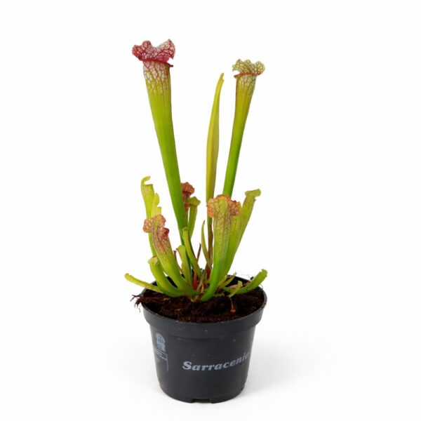 sarracenia mississippi