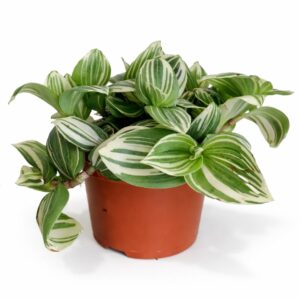 tradescantia white beach