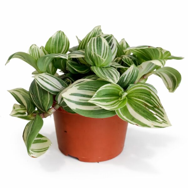 tradescantia white beach