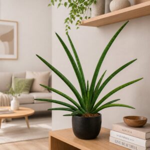sansevieria tiara grand gazelle
