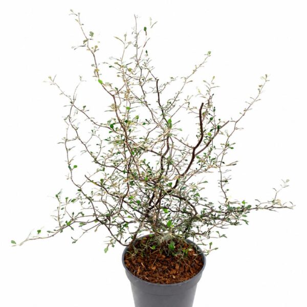 Corokia cotoneaster