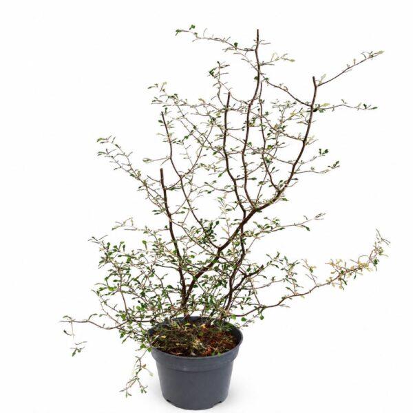 Corokia cotoneaster