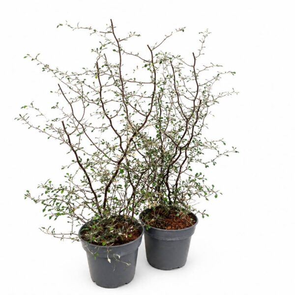 Corokia cotoneaster Corokia cotoneaster