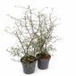 Corokia cotoneaster