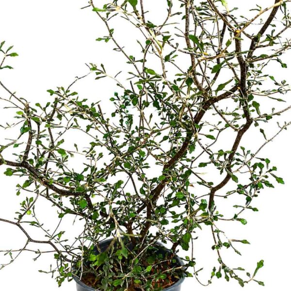 Corokia cotoneaster