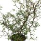 Corokia cotoneaster