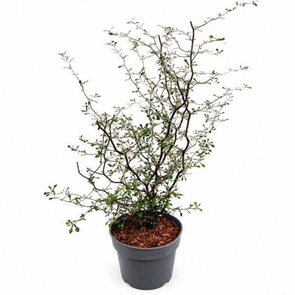 Corokia cotoneaster