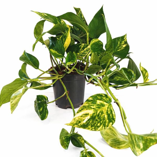 Epipremnum Aureum