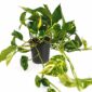 Epipremnum Aureum