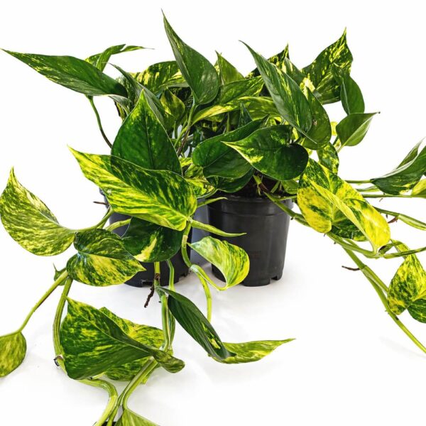 Epipremnum Aureum Epipremnum Aureum