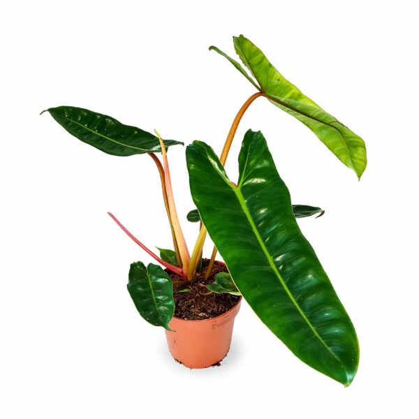 Filodendron Billietiae Filodendron Billietiae