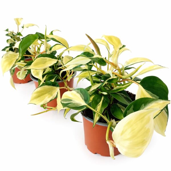 Filodendron scandens Rio