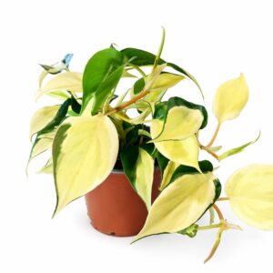 Filodendron scandens Rio