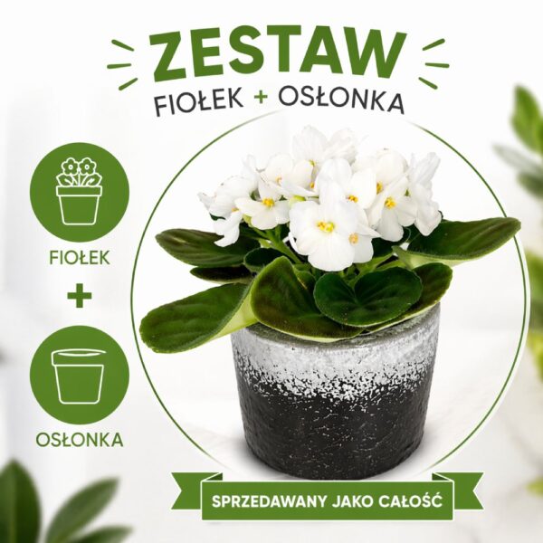 Fiołek alpejski biały – gotowy zestaw prezentowy z osłonką Fiołek alpejski biały – gotowy zestaw prezentowy z osłonką