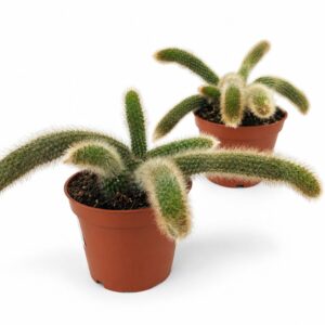 Hildewintera colademononis