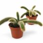 Hildewintera colademononis