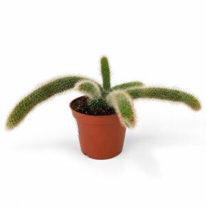 Hildewintera colademononis