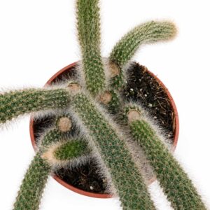Hildewintera colademononis