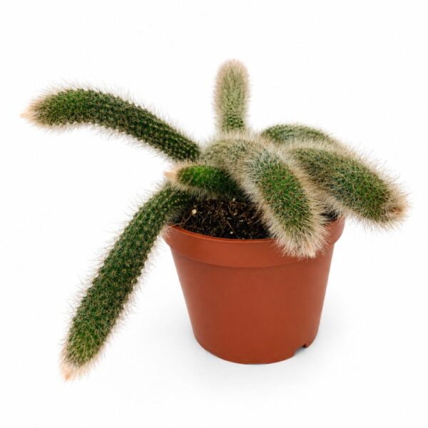 Hildewintera colademononis Hildewintera colademononis