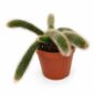 Hildewintera colademononis
