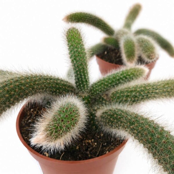 Hildewintera colademononis