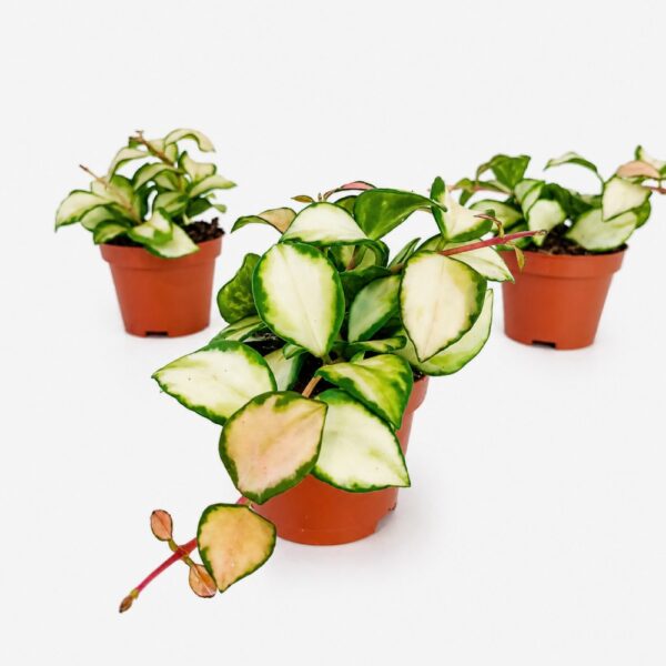 Hoya Heuschkeliana Hoya Heuschkeliana