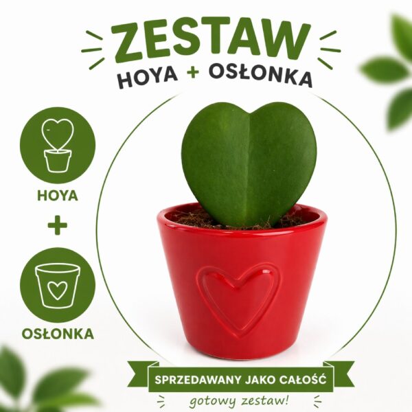 Hoya Kerri w osłonce Hoya Kerri w osłonce
