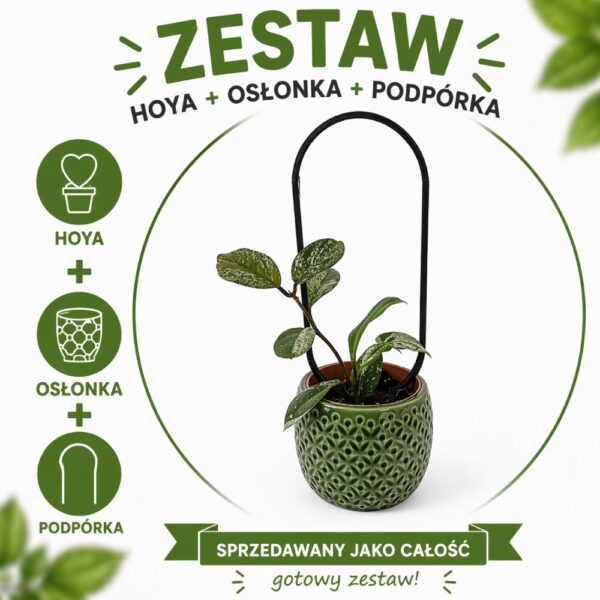 Hoya Stardust – zestaw z podpórką OVO i dekoracyjną osłonką Hoya Stardust – zestaw z podpórką OVO i dekoracyjną osłonką