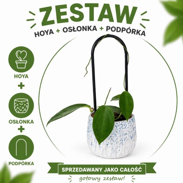Hoya Ternate – zestaw z podpórką OVO i dekoracyjną osłonką Hoya Ternate – zestaw z podpórką OVO i dekoracyjną osłonką