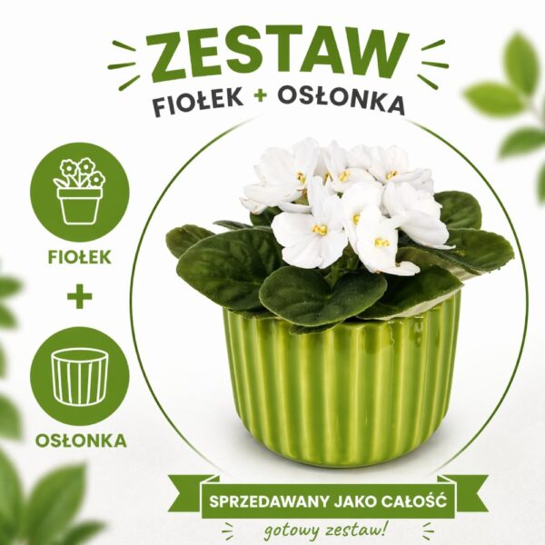 Lime Elegance – fiołek biały w zielonej osłonce Lime Elegance – fiołek biały w zielonej osłonce
