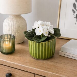Lime Elegance – fiołek biały w zielonej osłonce